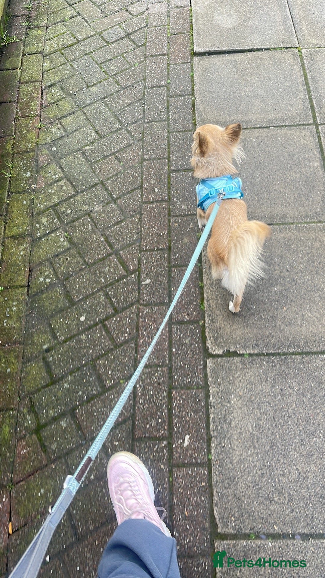 Chorkie dogs for sale: Max - Chorkie - Advert 6