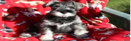 Miniature Schnauzer dogs for sale: STUNNING MINIATURE SCHNAUZER PUPPIES  - Advert 3