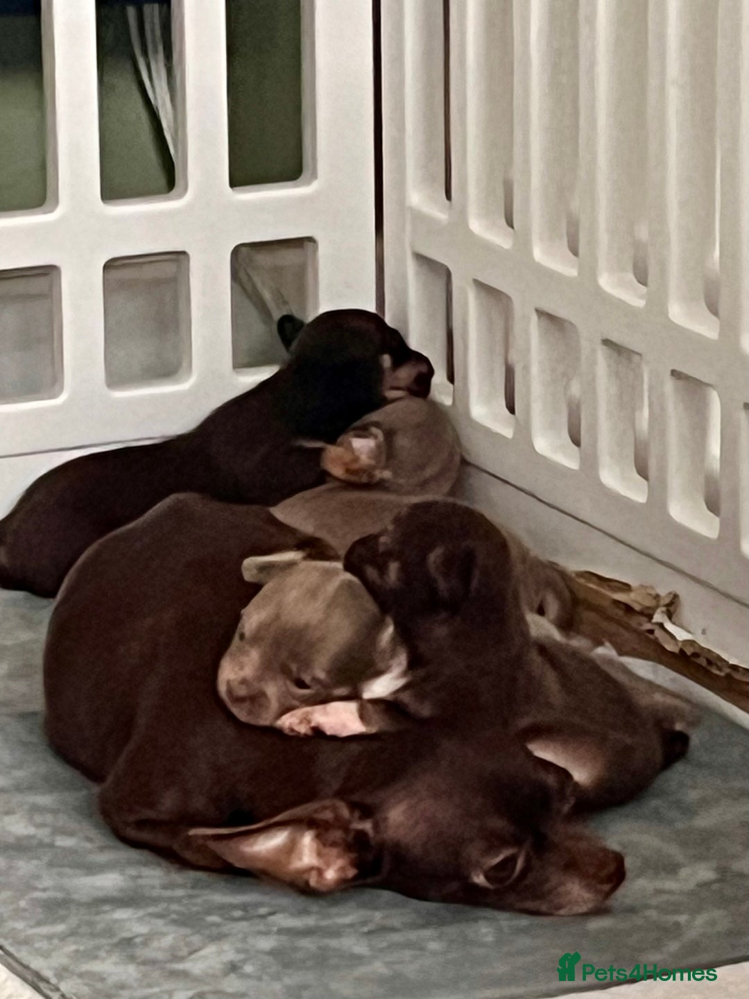 Chihuahua dogs for sale: 2 Male Chihuahuas  - Advert 1