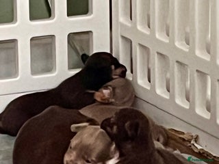 Chihuahua dogs 2 Male Chihuahuas - Advert 1