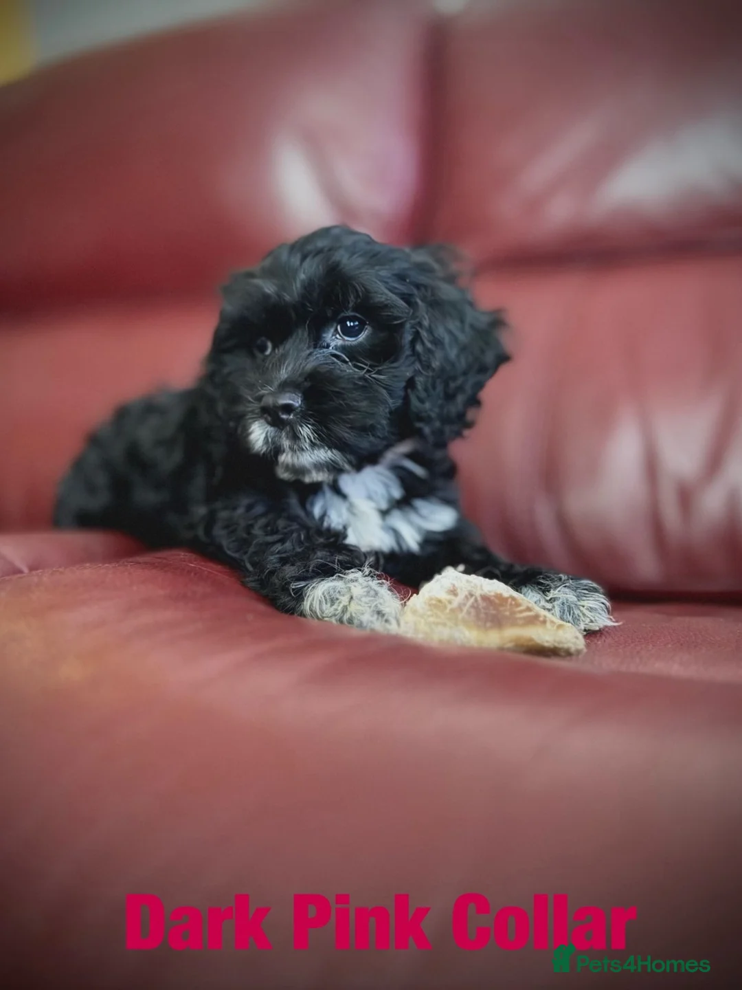 Cockapoo dogs for sale: 4 really to go F2 cocker puppies  in London - Advert 14