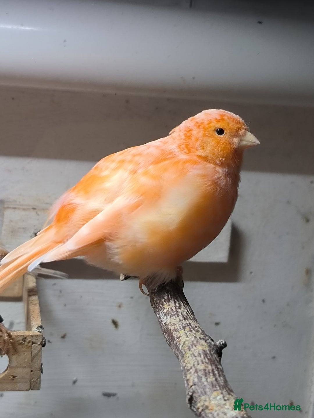 Canaries birds for sale: Young 2025 canaries  - Image 3
