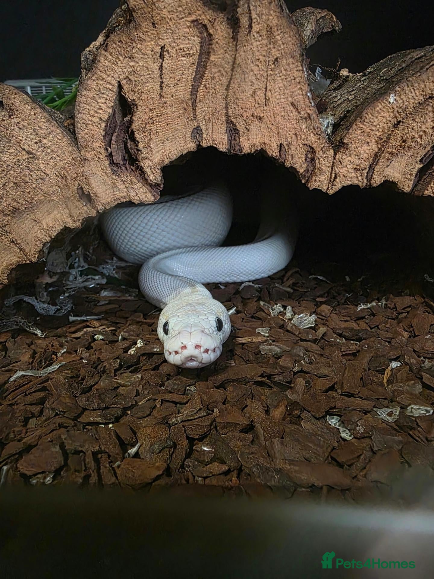 Python Snake reptiles Blue eyed leucistic ball python - Advert 1