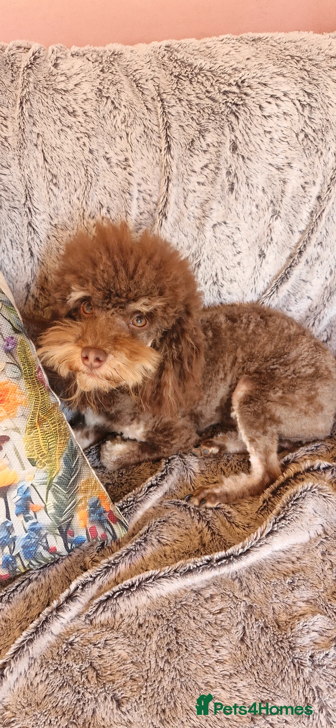 Toy Poodle dogs for stud: Gorgeous Ralph kc toy poodle STUD ONLY in Lincoln - Advert 6