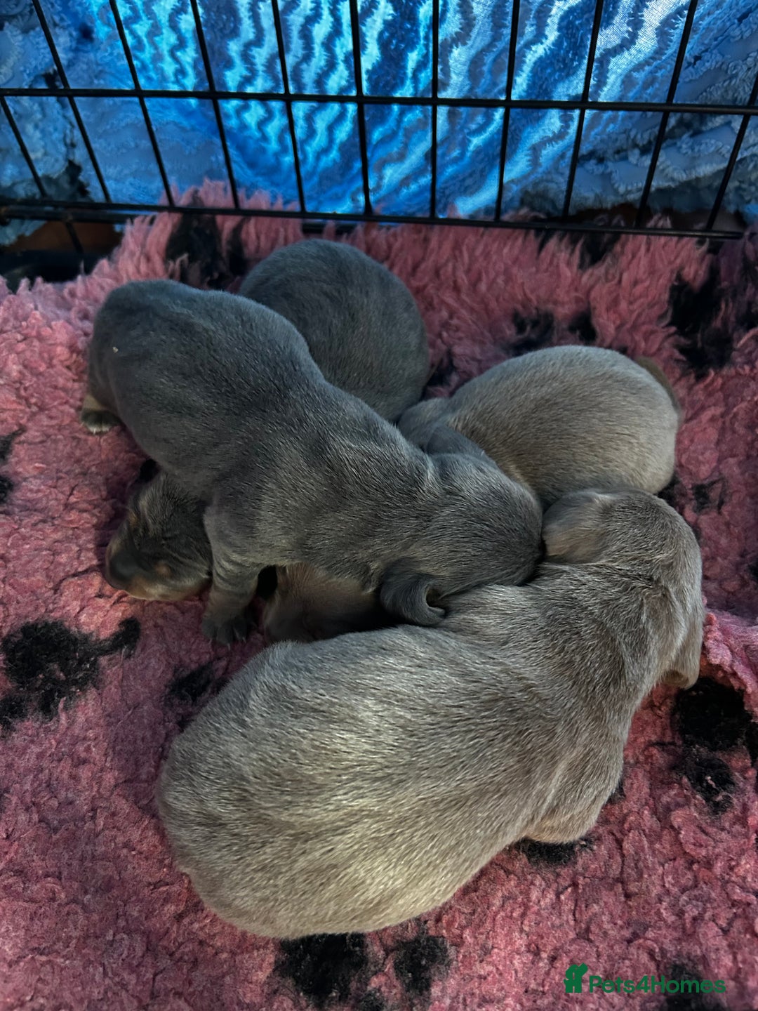 Miniature Dachshund dogs for sale: Stunning miniature dachshund puppies  - Image 2