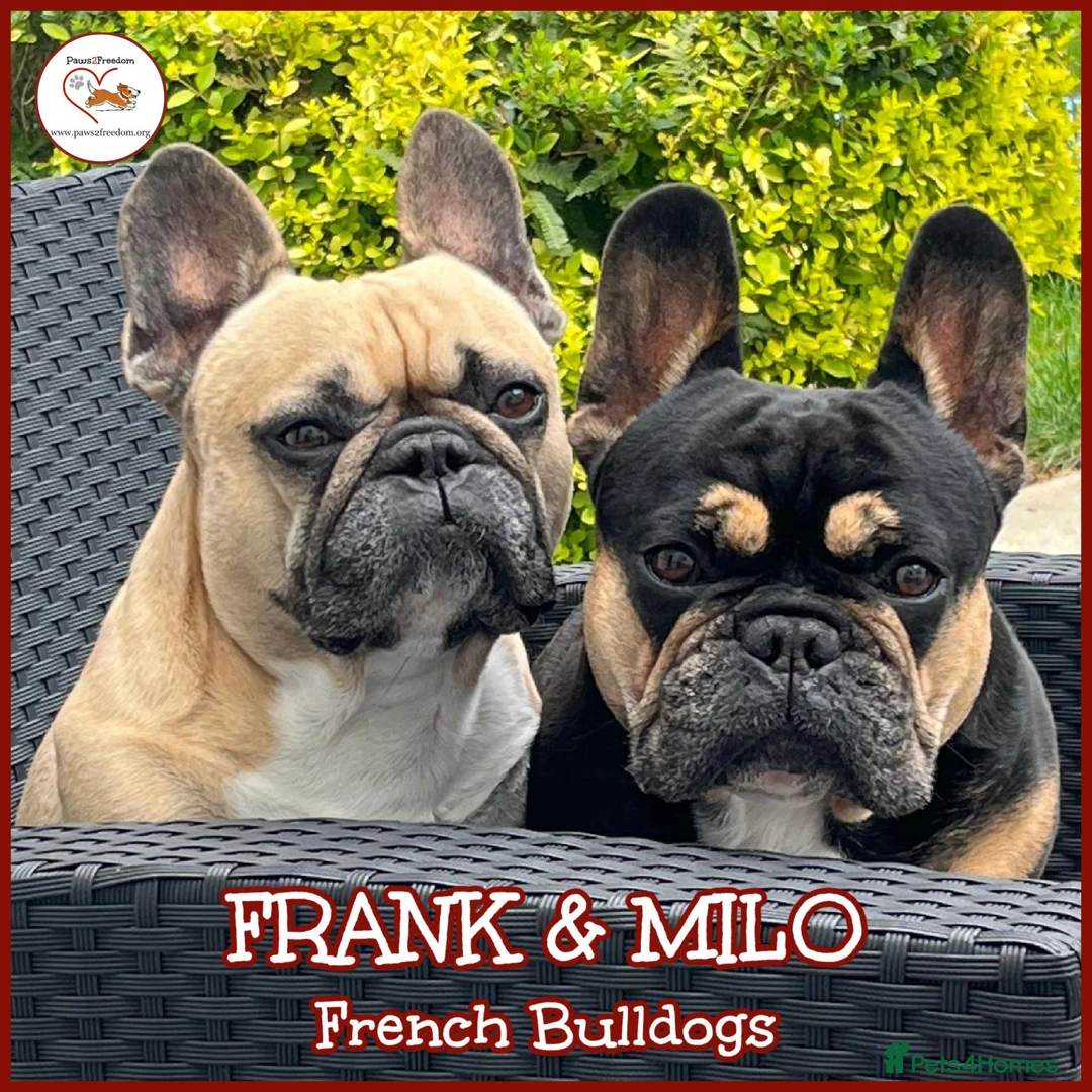 French Bulldog dogs for adoption: FRANK & MILO FRENCHIES ADOPTION IN WESTCOUNTRY - Advert 1