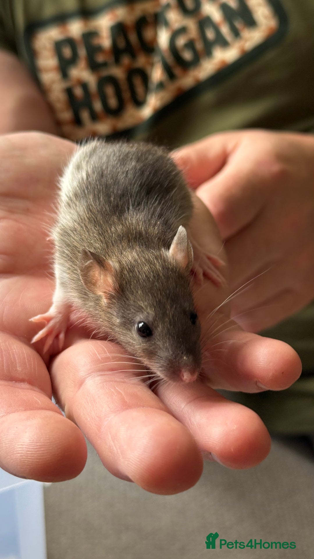 Rat rodents for sale: Dumbo/Rex rats  - Image 2