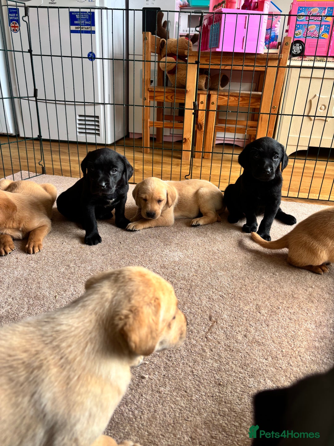 Labrador Retriever dogs for sale: Beautiful KC Registered Lab Pups  - Image 17