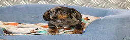 Miniature Dachshund dogs for sale: Beautiful Miniature Dachshund puppies for sale - Advert 18