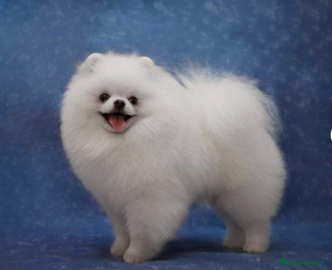 Pomeranian dogs for sale: Beautiful mix of Russian/Chi Tien Pomeranian Pups - Image 19