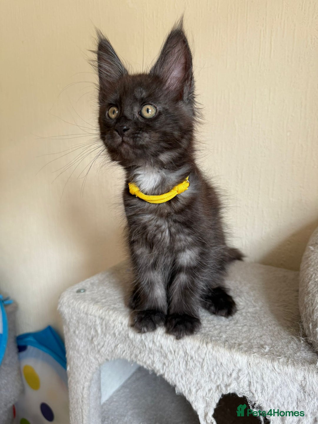 Maine Coon cats for sale: Pedigree GCCF Russian Import line Maine Coons - Image 16