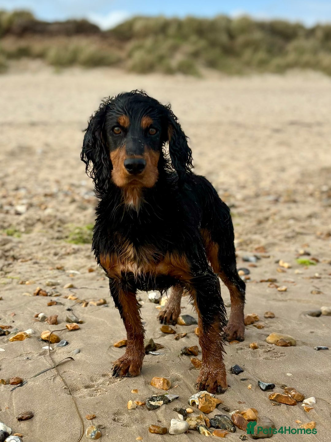 Cocker Spaniel dogs for stud: Working Cocker - For Stud - Advert 1