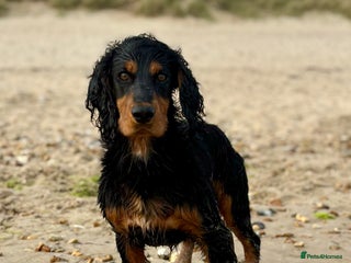 Cocker Spaniel dogs Working Cocker Stud Dog - Advert 5