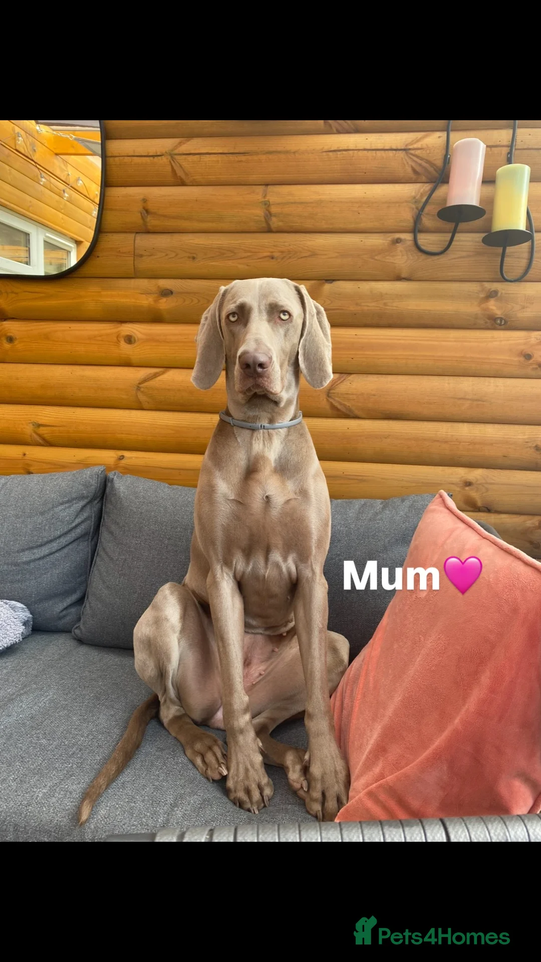 Weimaraner dogs for sale: 🩷Beautiful Silver KC Registered Weimaraner’s🩵 - Advert 2