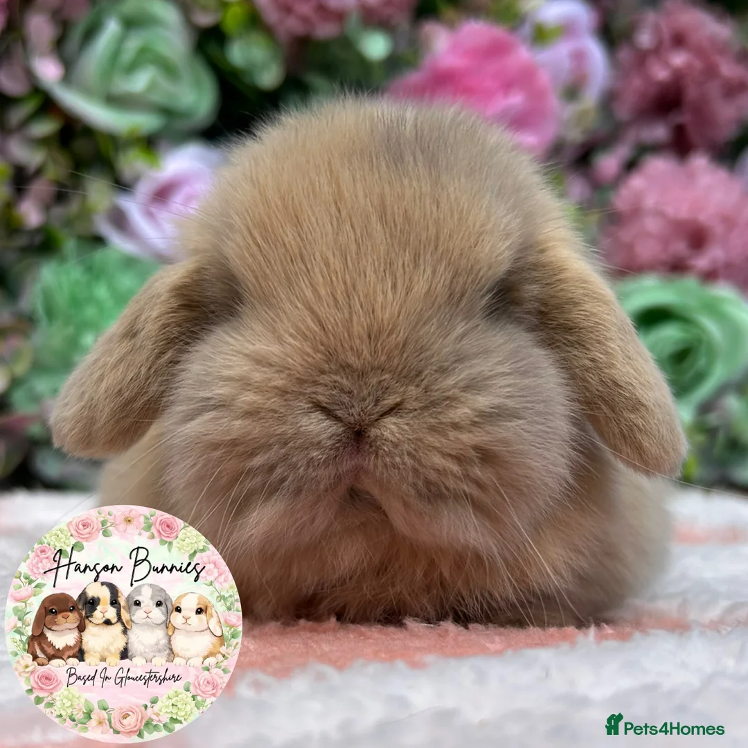 Mini Lop rabbits for sale: Beautiful Mini Lops For Sale - Advert 5