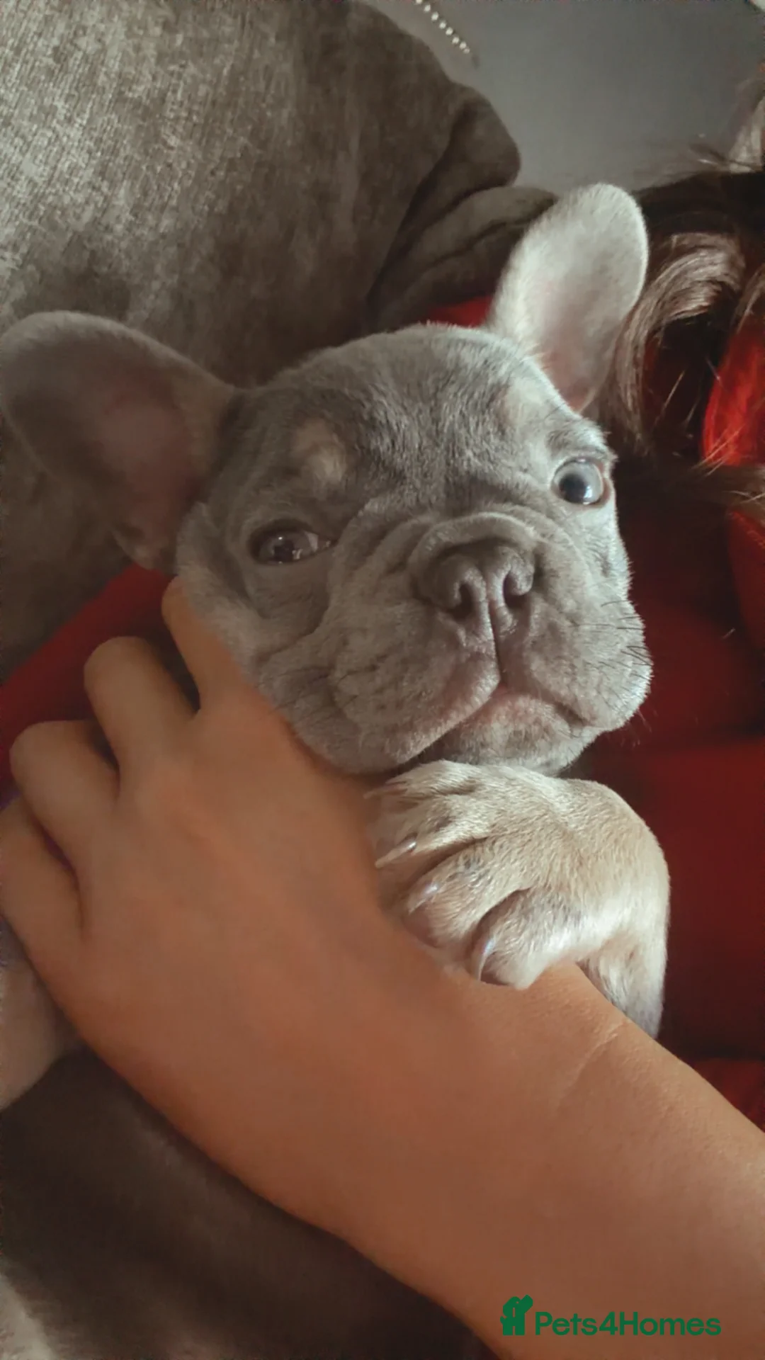 French Bulldog dogs for sale: French bulldog female for sale.  - Advert 2
