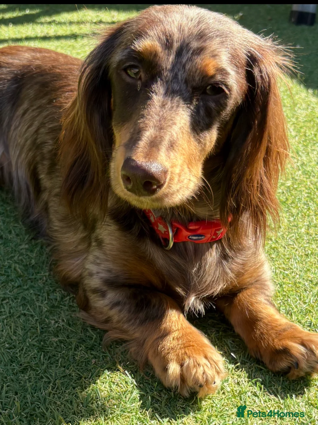 Miniature Dachshund dogs for sale: Beautiful long hair miniature dachshund pups - Advert 7