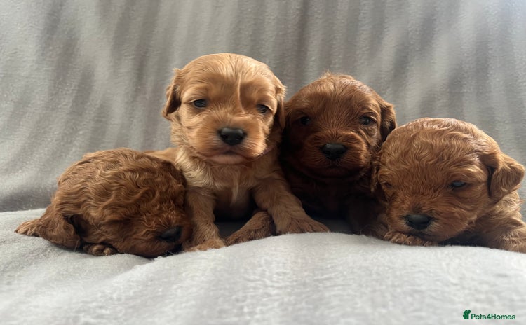 Cavapoo dogs - Advert 14