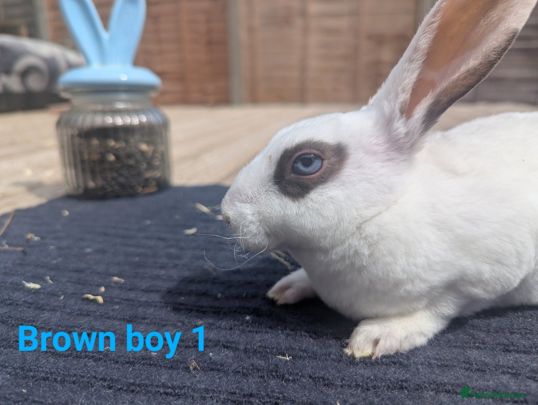 Rex rabbits for sale: Mini rex rabbit for sale - Image 1