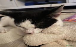 Mixed Breed cats for sale: Rudy Boy  - Image 3