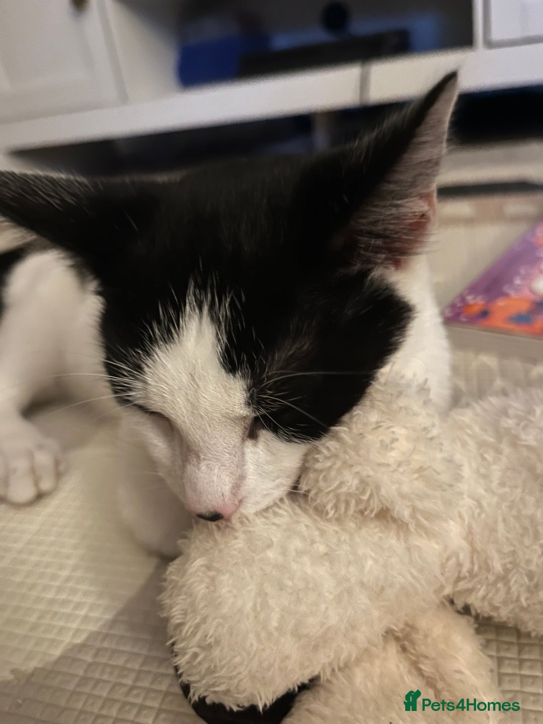 Mixed Breed cats for sale: Rudy Boy  - Image 3