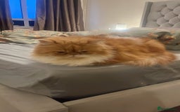 Persian cats for sale: Lovely Persian for sale  - Image 2