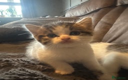 Mixed Breed cats for sale: Boy and girl kitten boy  - Image 2