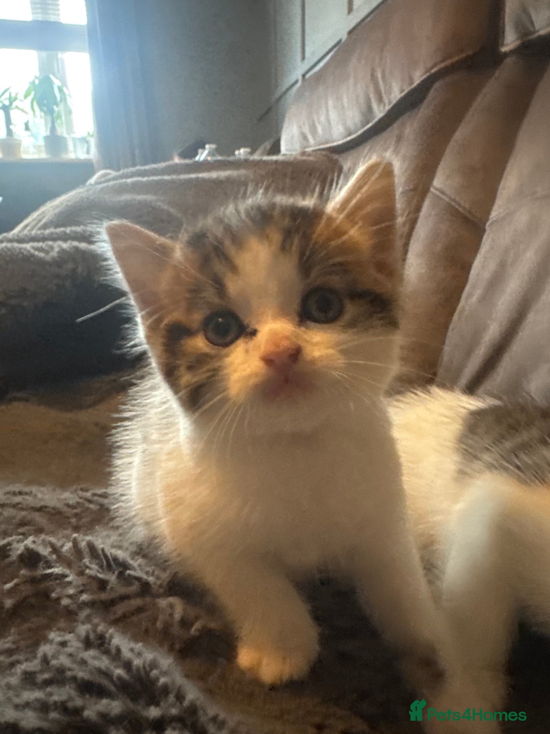 Mixed Breed cats for sale: Boy and girl kitten boy  - Image 2