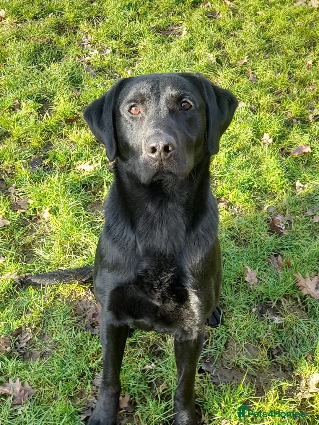 Labrador Retriever dogs for sale: 2 gorgeous boys looking for forever home - Advert 1