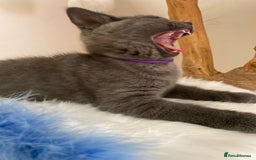 British Shorthair cats for sale: British Shorthair kittens, GCCF Certificate  in Dundee - Image 17