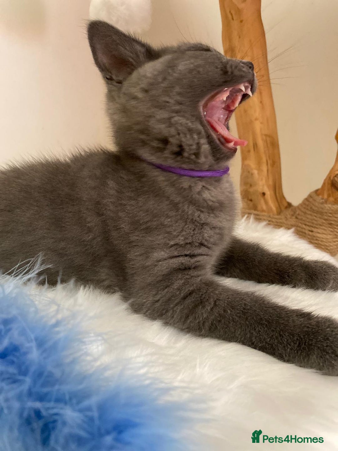 British Shorthair cats for sale: British Shorthair kittens, GCCF Certificate  in Dundee - Image 17