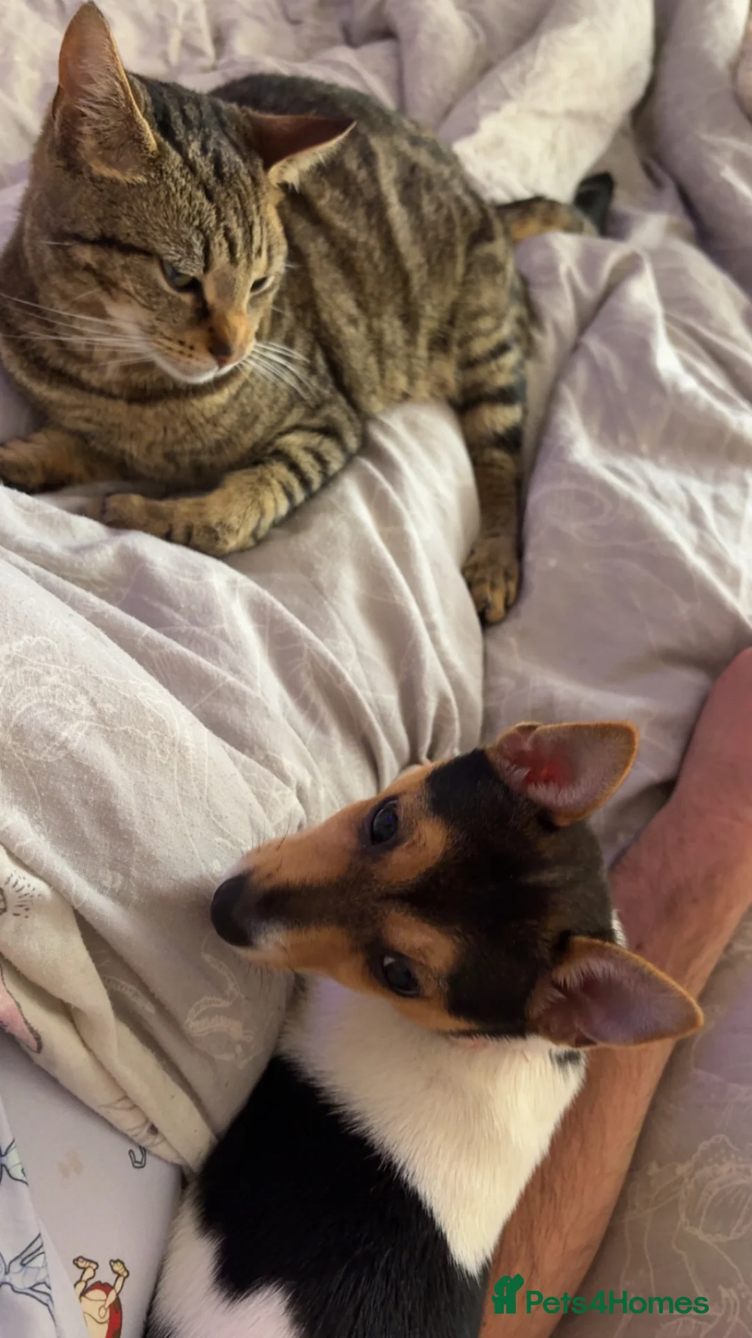 Mixed Breed cats for sale: Tabby and black kittens - Advert 2