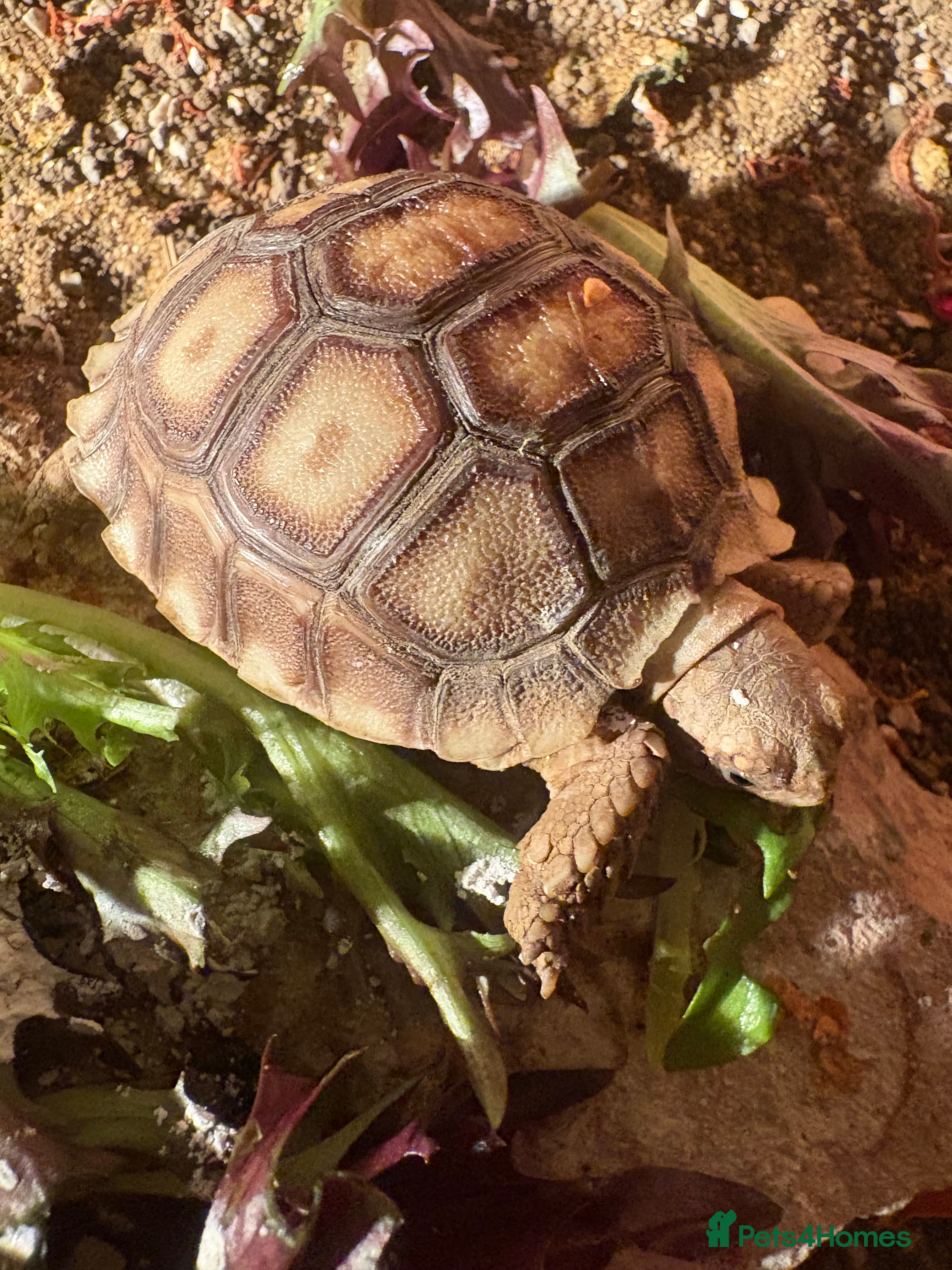 Tortoise reptiles Gorgeous Sulcata Tortoise 9 months old - Advert 1