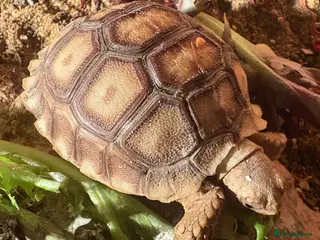Tortoise reptiles Gorgeous Sulcata Tortoise 9 months old - Advert 4