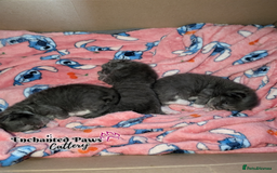 Maine Coon cats for sale: Ready now! 1 boy TICA Registered  - Image 11