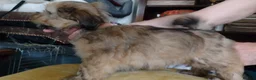 Lhasa Apso dogs for sale: Lhaso Apso puppies ready now! - Advert 11