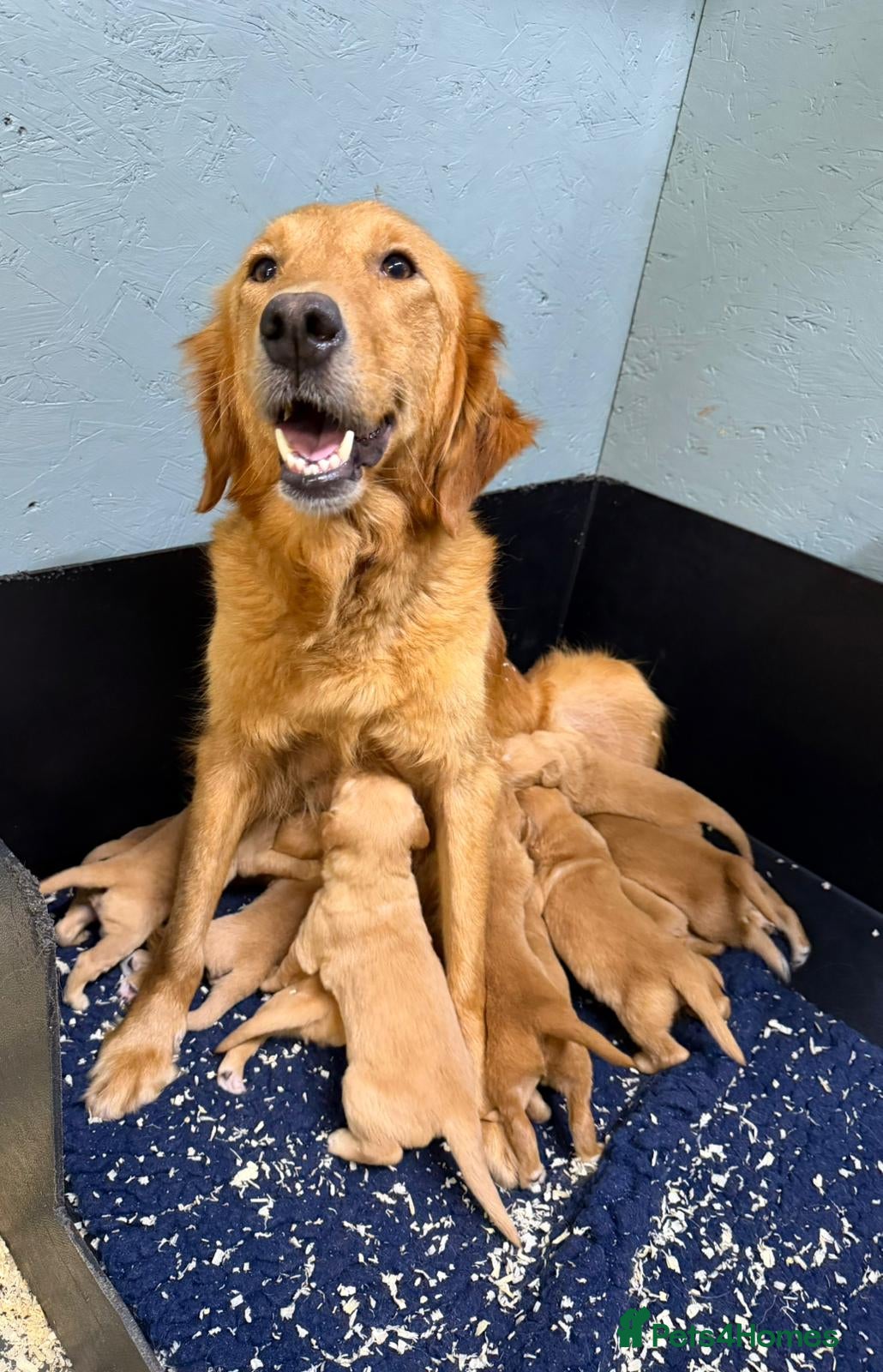 Golden Retriever dogs Wonderful litter - Advert 2