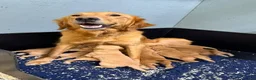 Golden Retriever dogs for sale: Wonderful litter - Advert 1