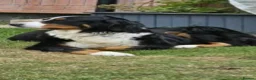 Bernese Mountain Dog dogs for sale: 3 Beautiful Bernese Mountain Dog Girls Available - Advert 1