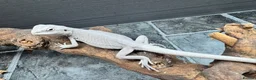 Bearded Dragon reptiles for sale:  Snow White Zero Bearded Dragons Available  - Advert 4
