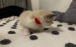 Ragdoll cats for sale: Ragdoll kittens  - Image 21