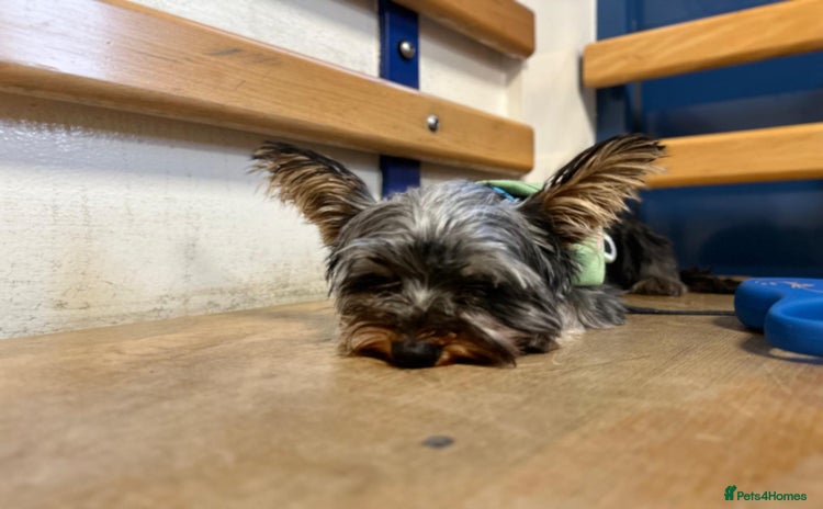 Yorkshire Terrier dogs - Advert 13