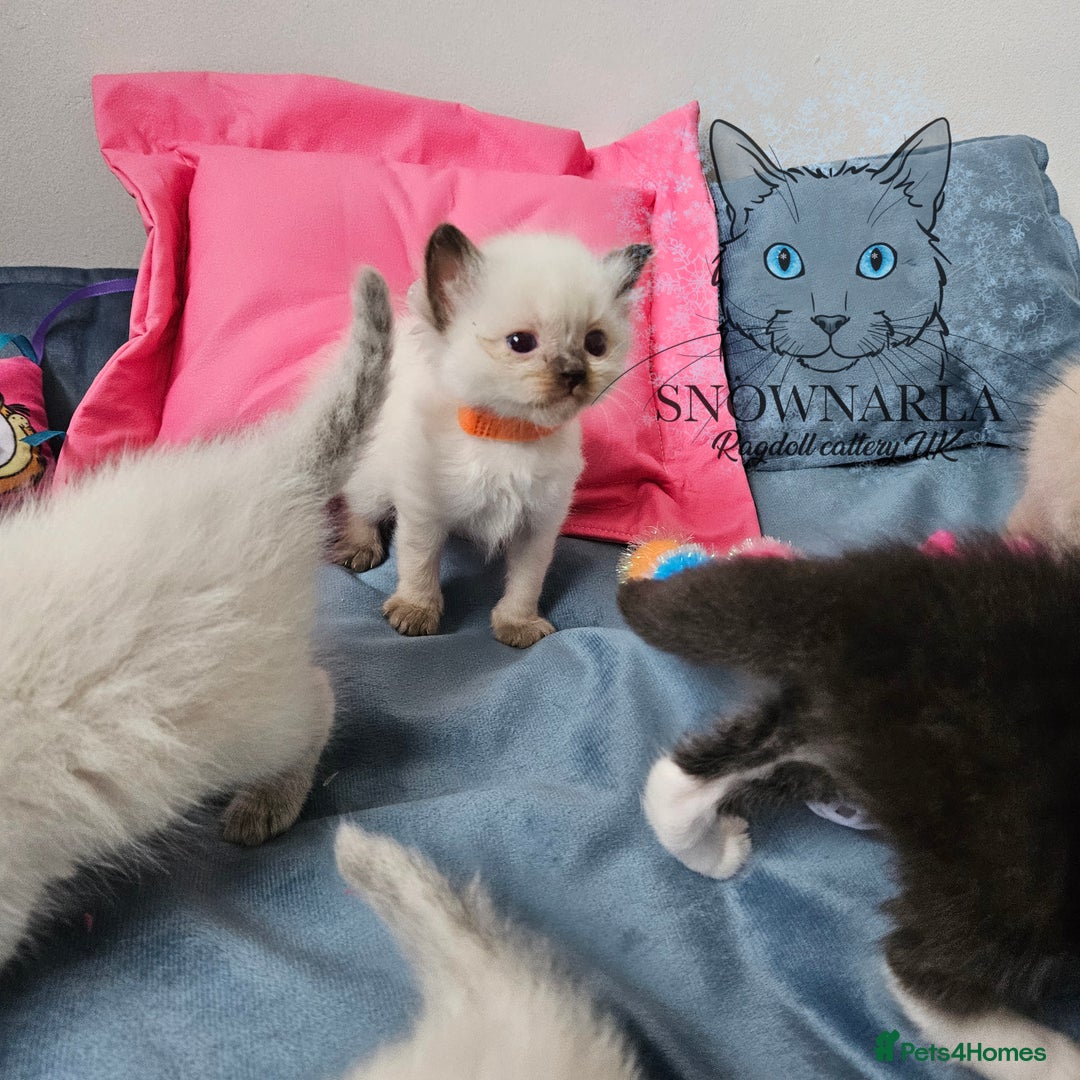 Ragdoll cats for sale: 3 Tica Boys Genetic test Certyficate HCM and PKD  - Image 8