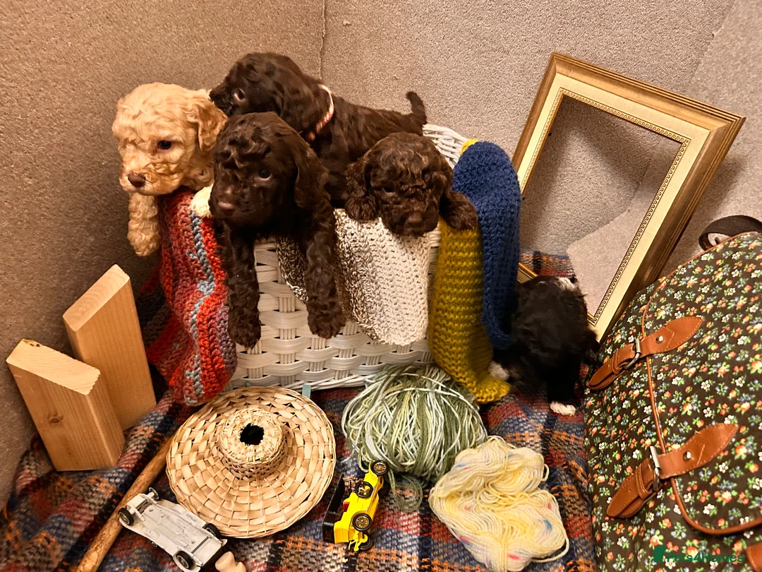 Lagotto Romagnolo dogs for sale: Spring Lagotto Romagnolo puppies - Advert 13