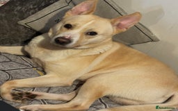 Mixed Breed dogs for sale: Loving dog to a good home  - Image 1