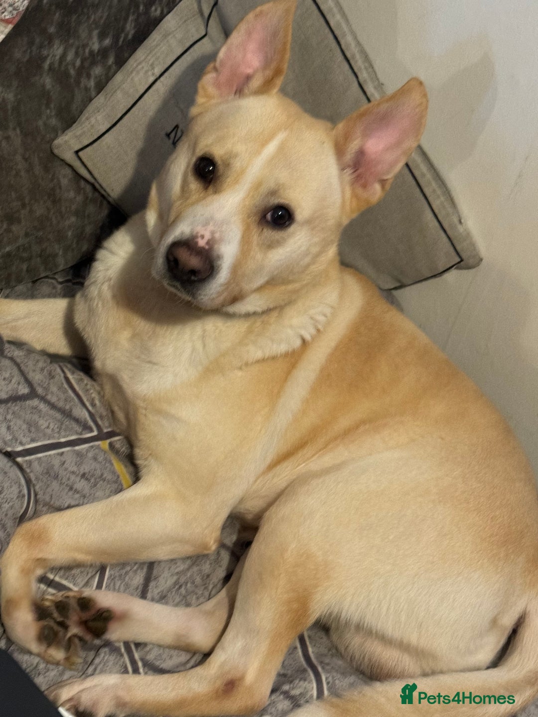 Mixed Breed dogs for sale: Loving dog to a good home  - Image 1