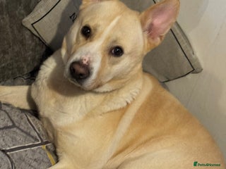 Mixed Breed dogs for sale - Advert 1