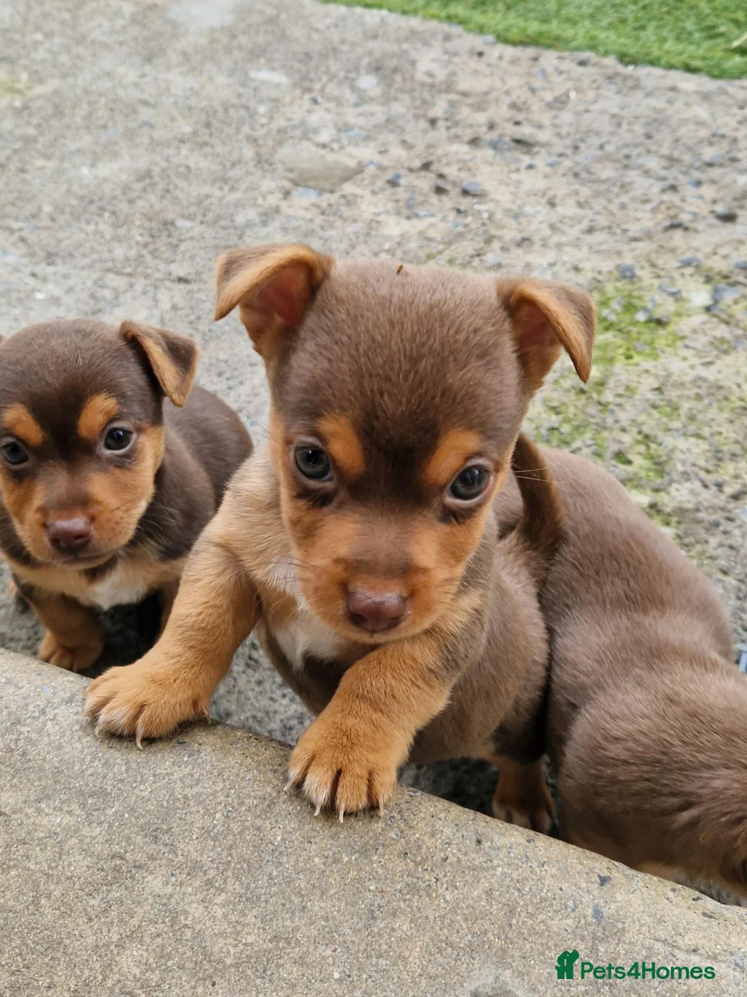 Jack Russell dogs for sale: 3 gorgeous chocolate jack rusell - Advert 5
