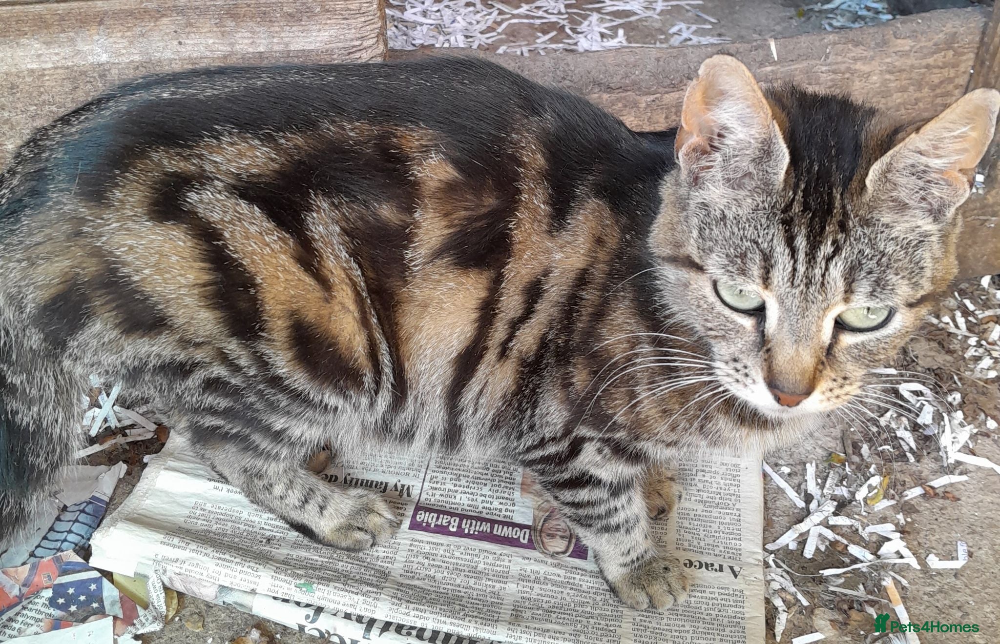 Domestic Shorthair cats Domestic shorthair ready now - Advert 2