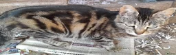 Domestic Shorthair cats for sale: Domestic shorthair ready now - Advert 2
